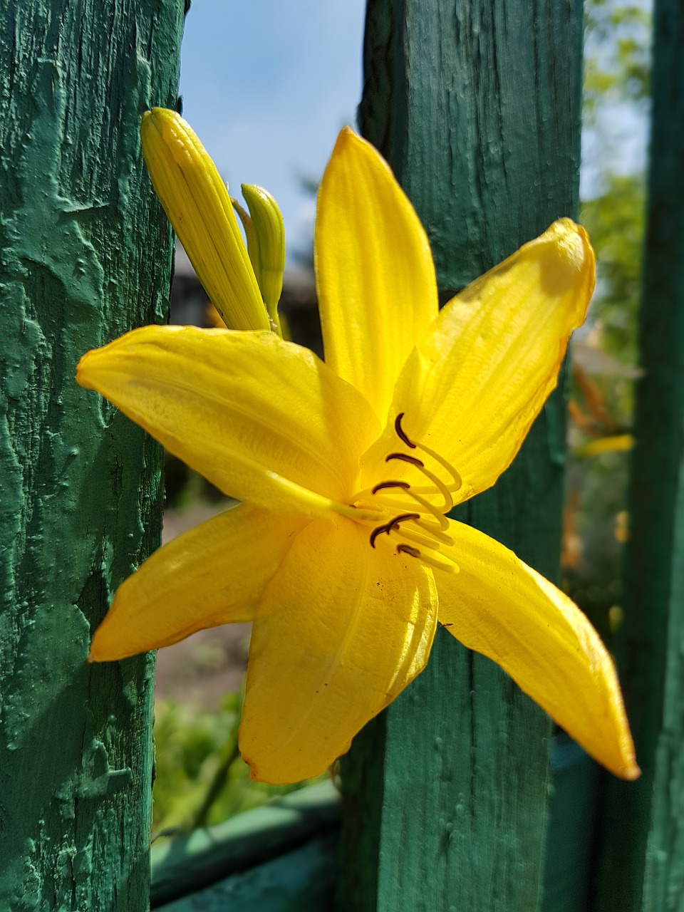 flowers lily lilies free photo