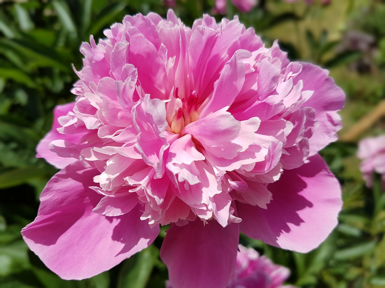 flowers peony peonies free photo