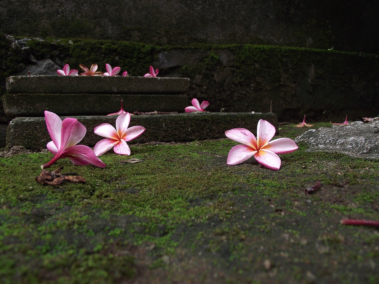 flowers tranquility tranquil free photo