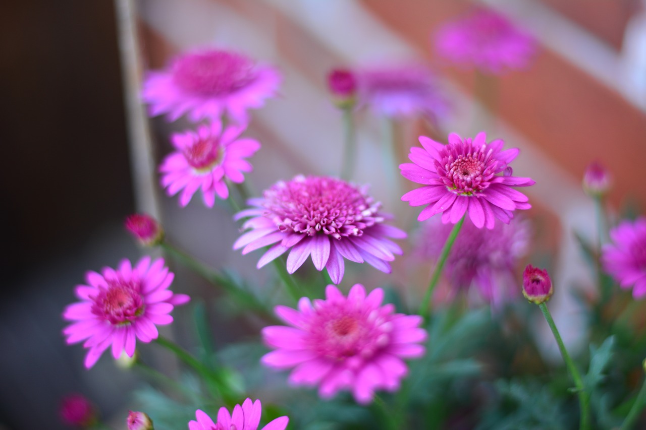 flowers close blossom free photo