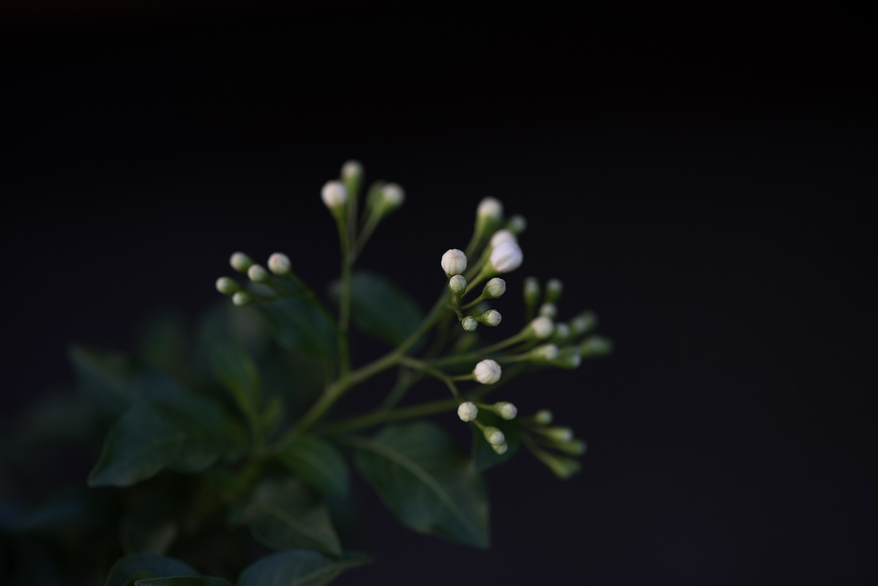 flowers white white flowers free photo