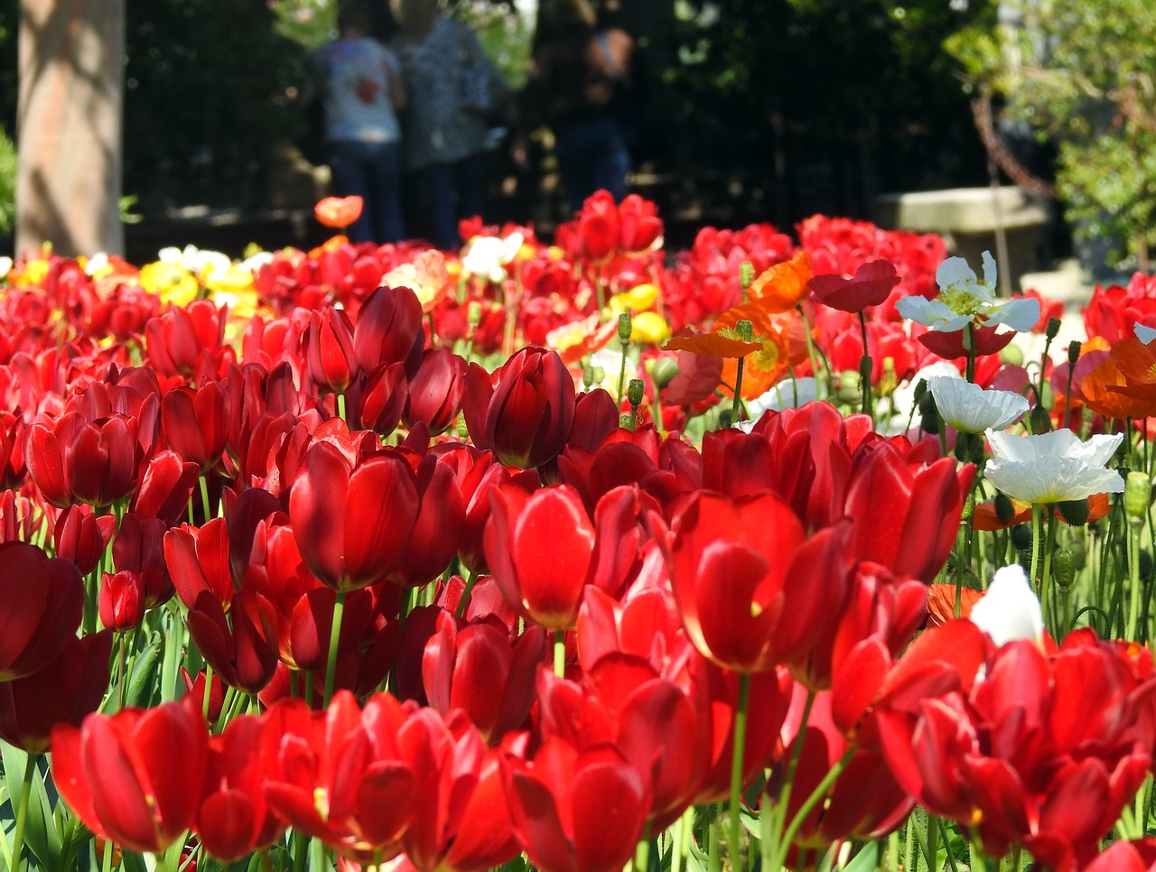 flowers rossi tulips free photo