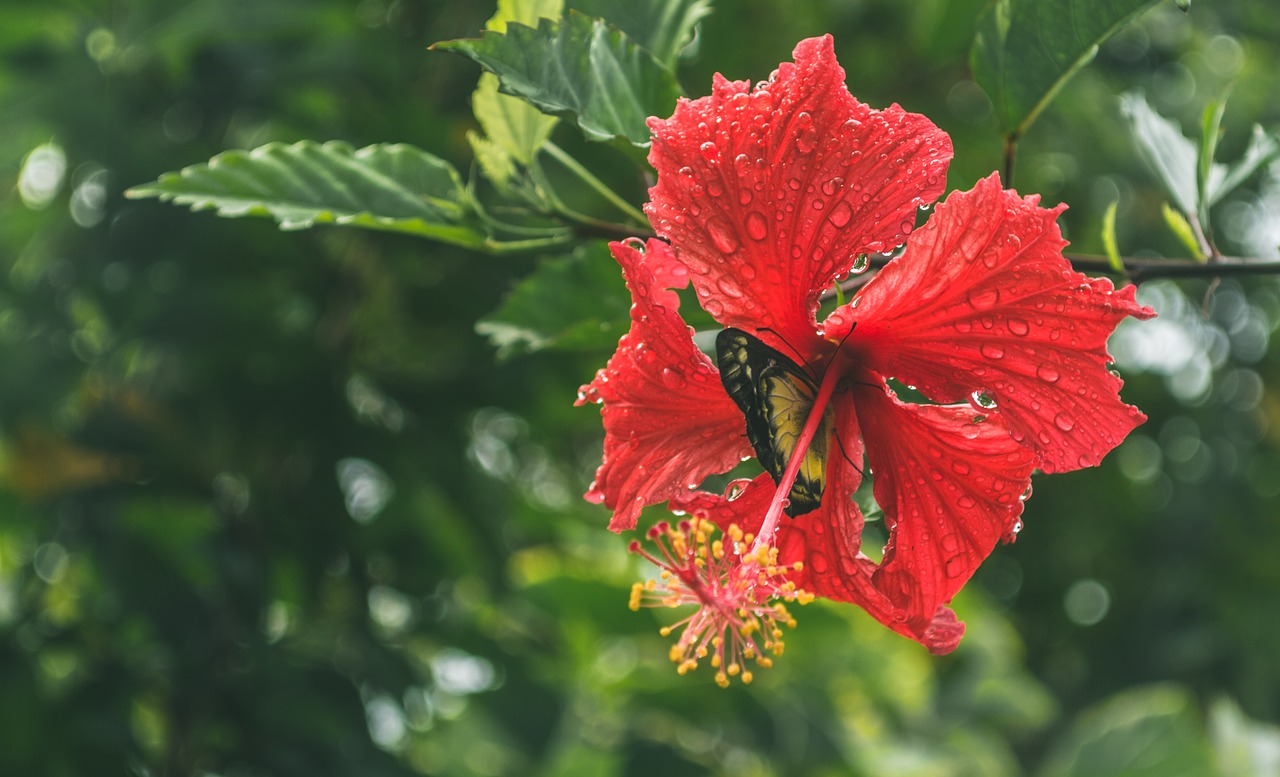 flowers butterfly dew free photo