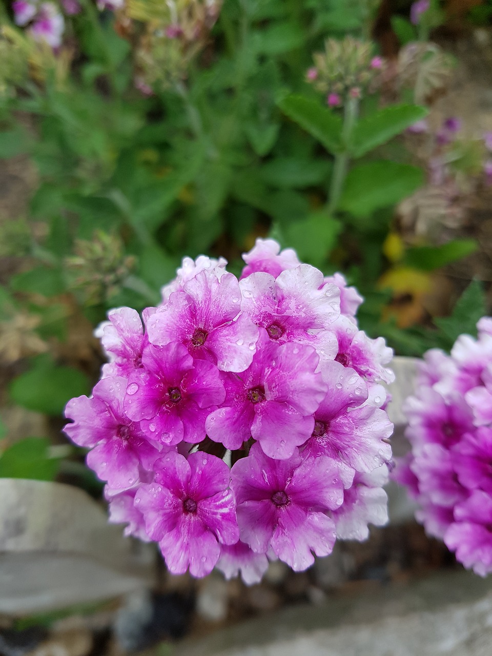 flowers wildflower blossom free photo