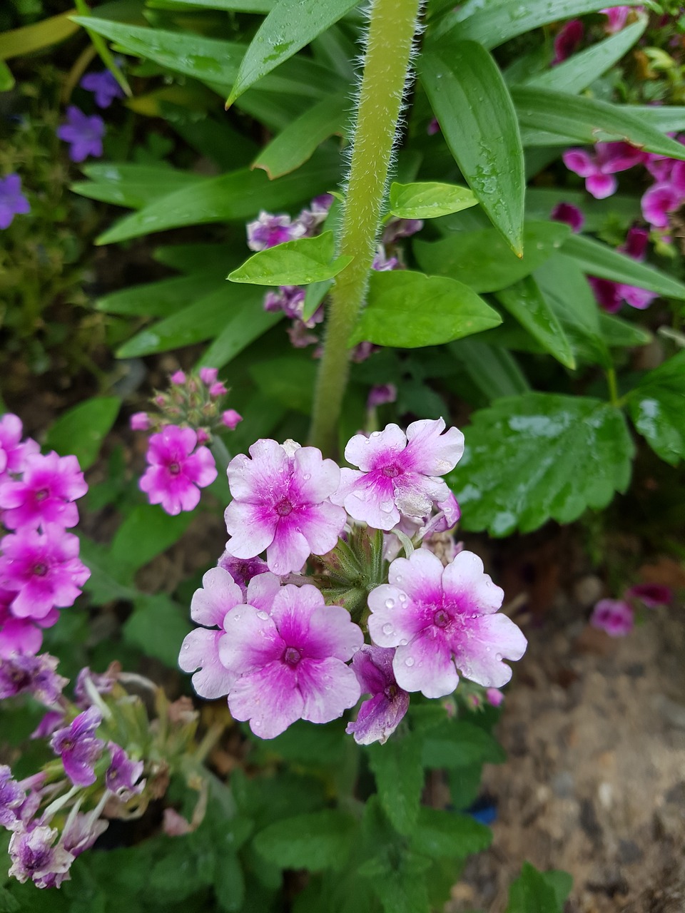 flowers roadside around free photo