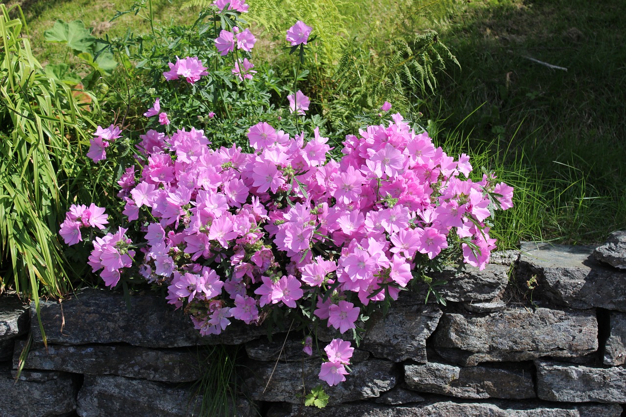 flowers norway plants free photo