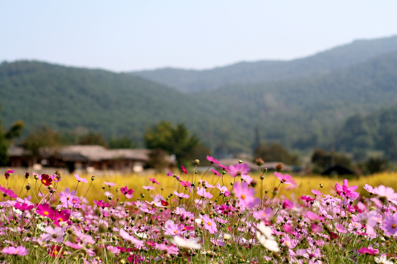 flowers cosmos in autumn free photo