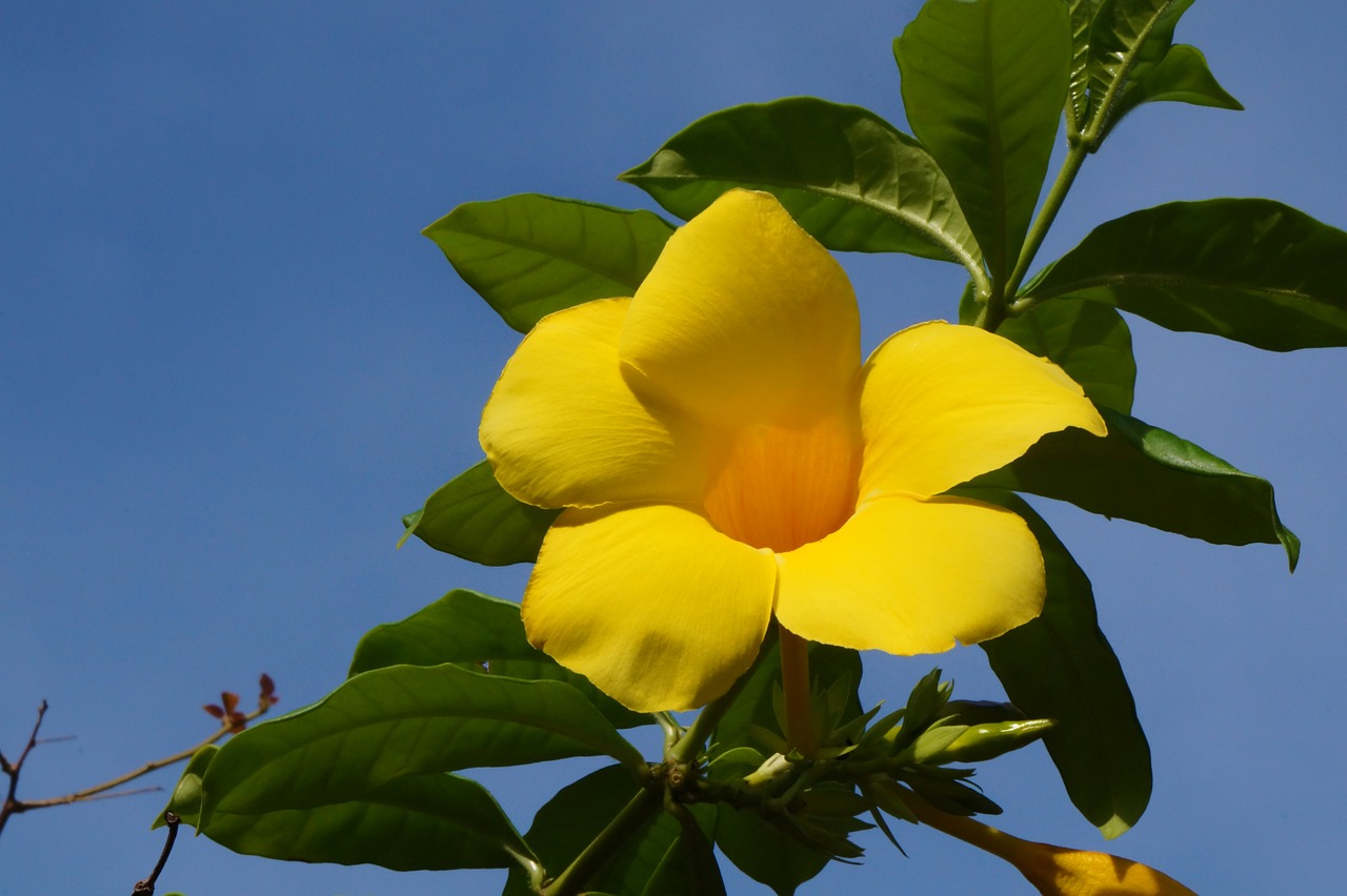 flowers yellow flora free photo