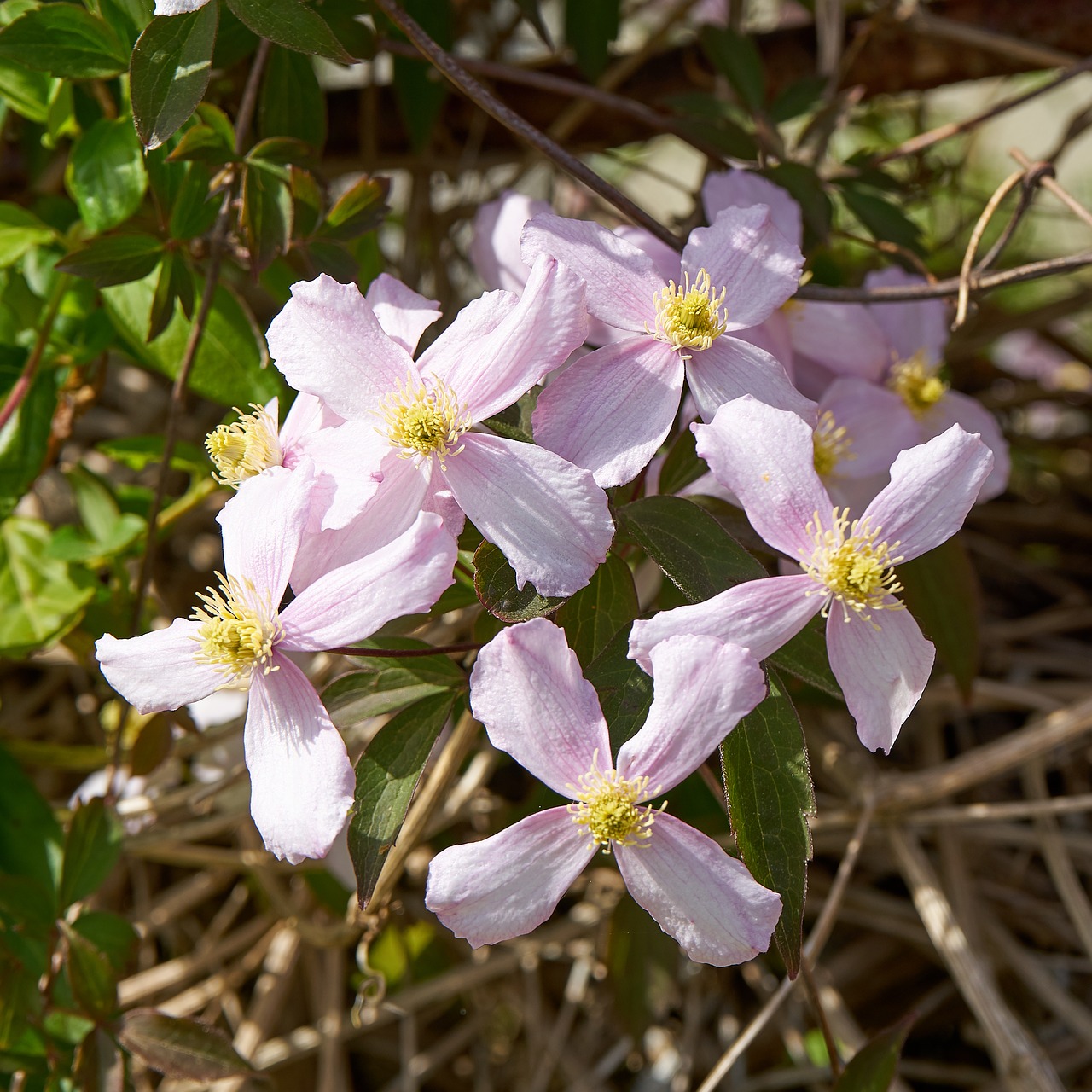 flowers white flowers nature free photo