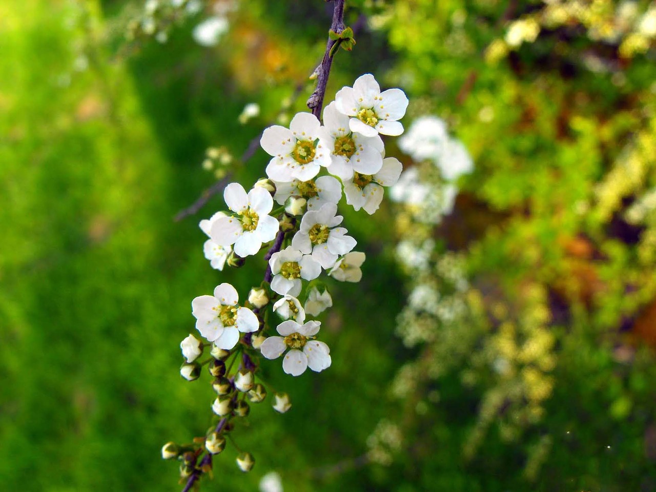 flowers white flowers plant free photo