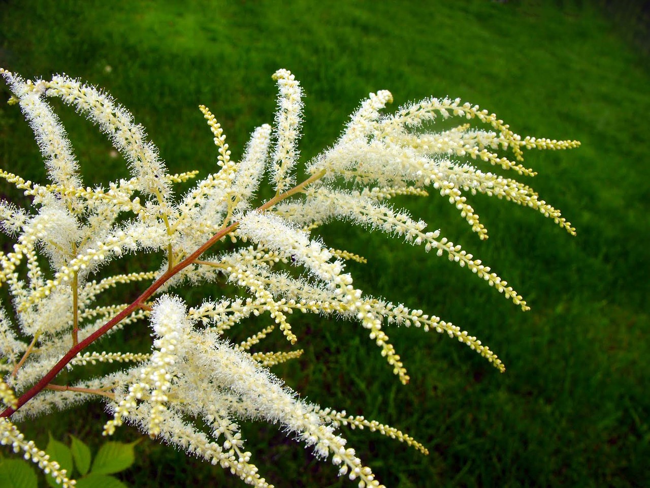 flowers a branch white flowers free photo