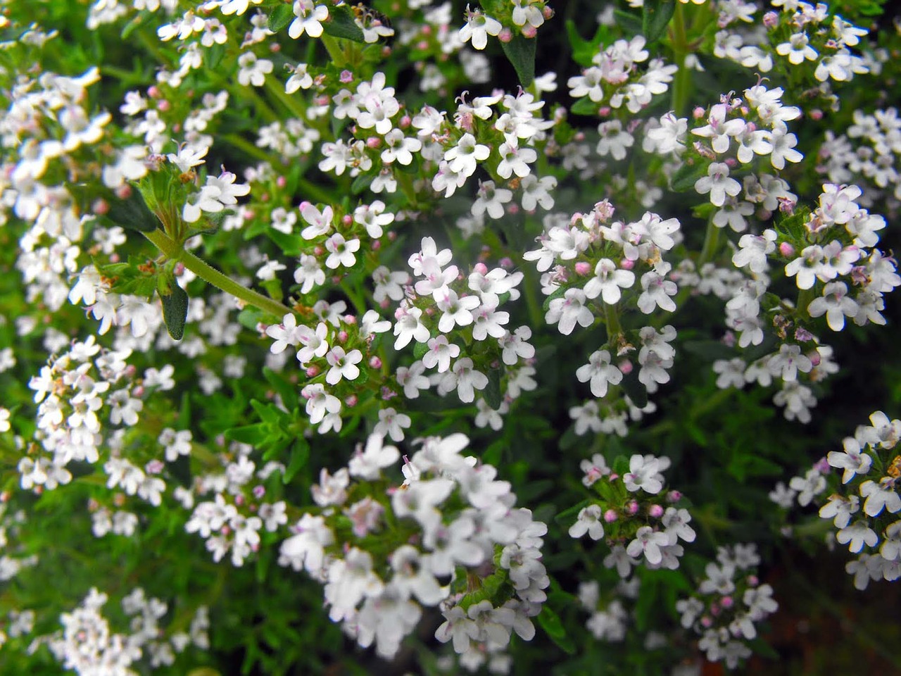 flowers white flowers plant free photo