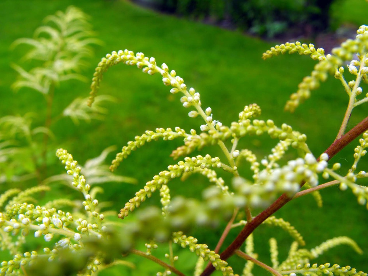 flowers a branch plant free photo