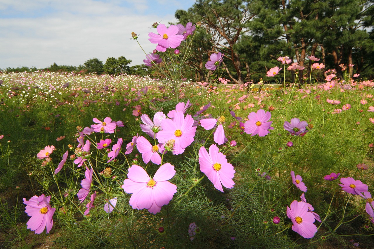 flowers landscape cosmos free photo