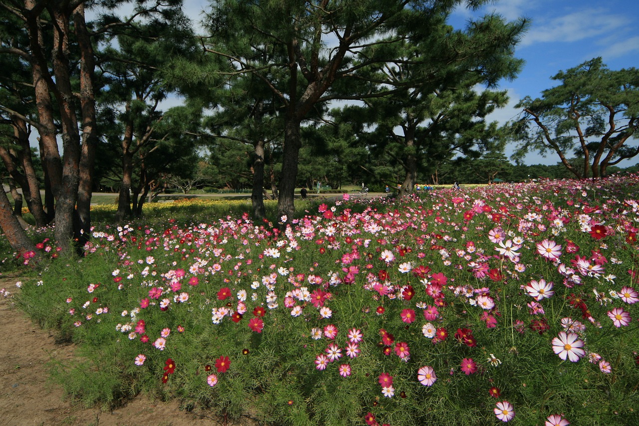 flowers landscape cosmos free photo