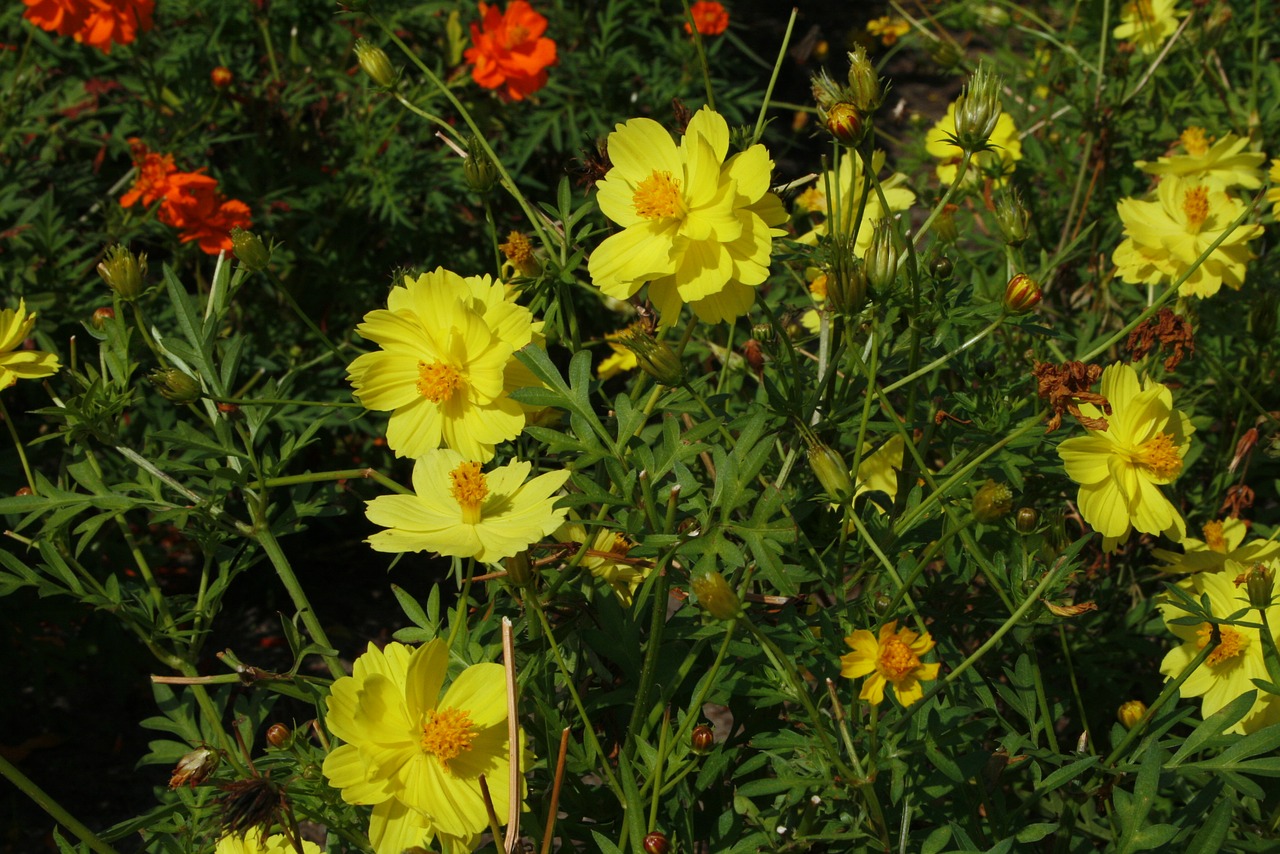 flowers landscape cosmos free photo