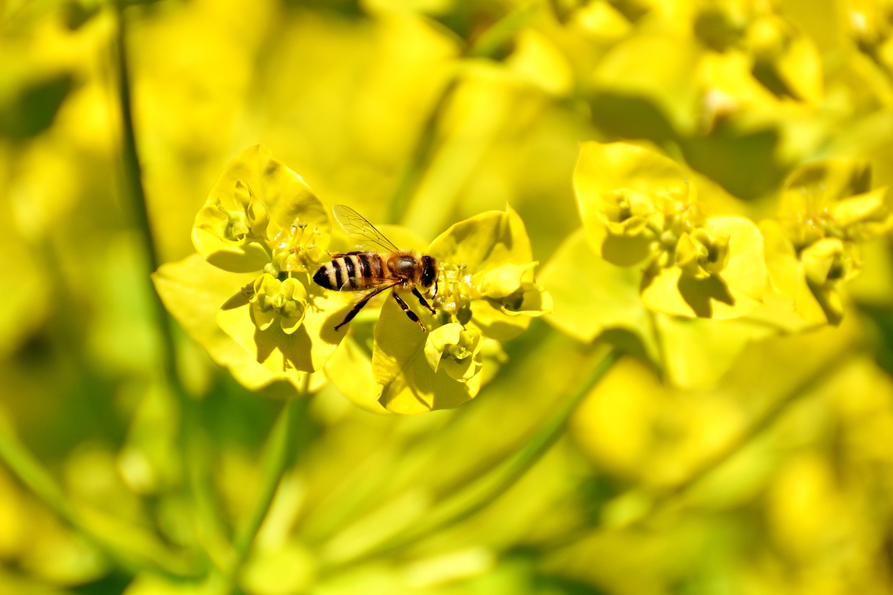 flowers summer yellow free photo