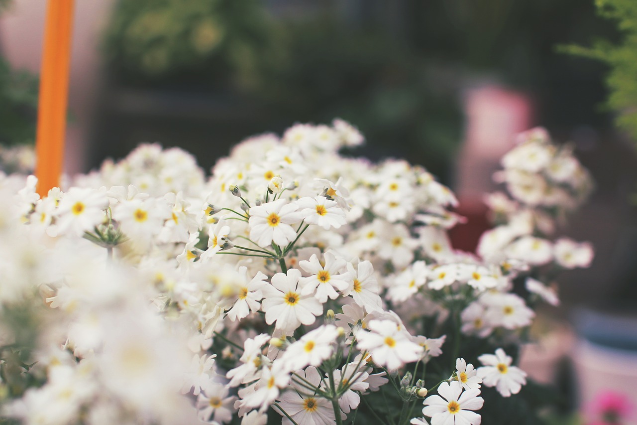 flowers white white flower free photo