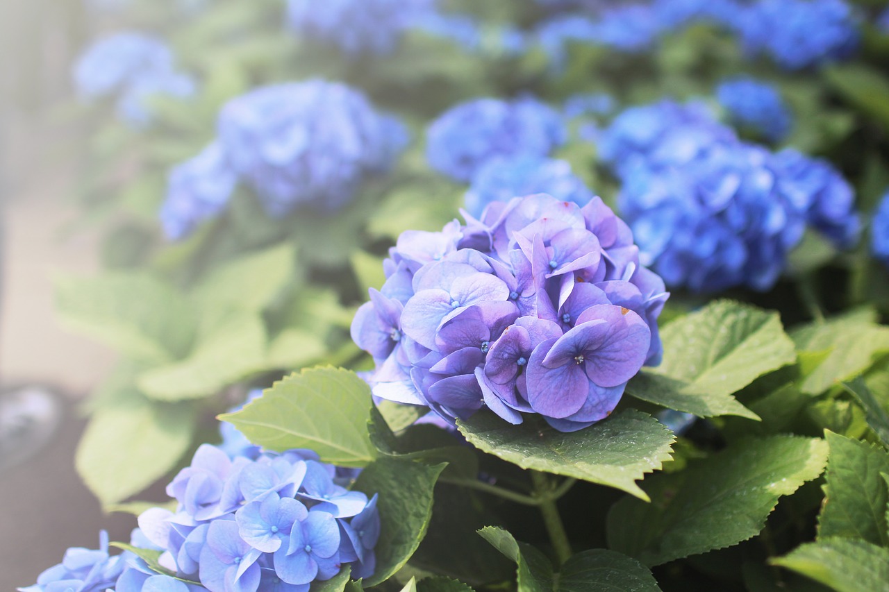 flowers hydrangea purple free photo