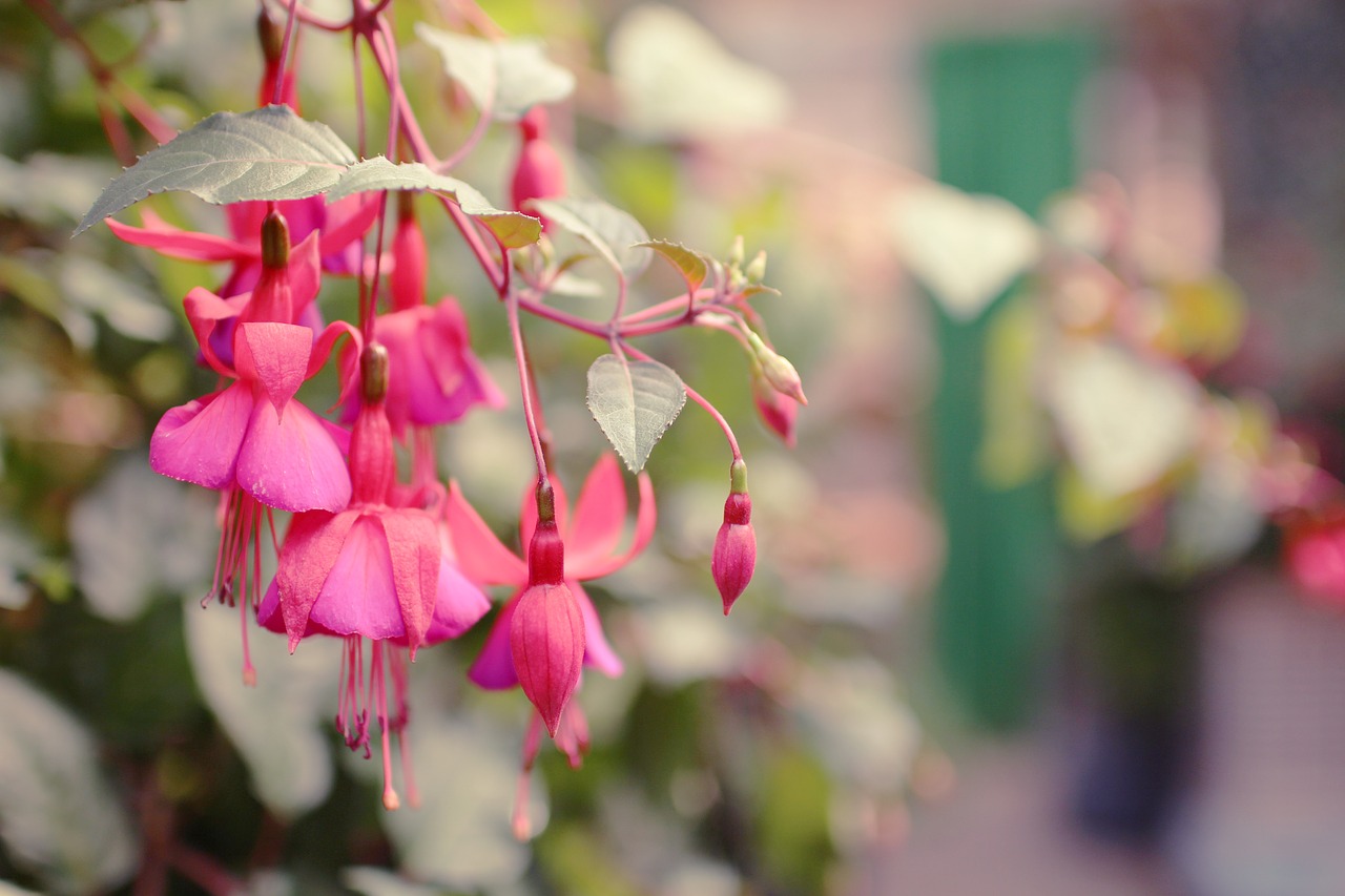 flowers fuchsia red free photo