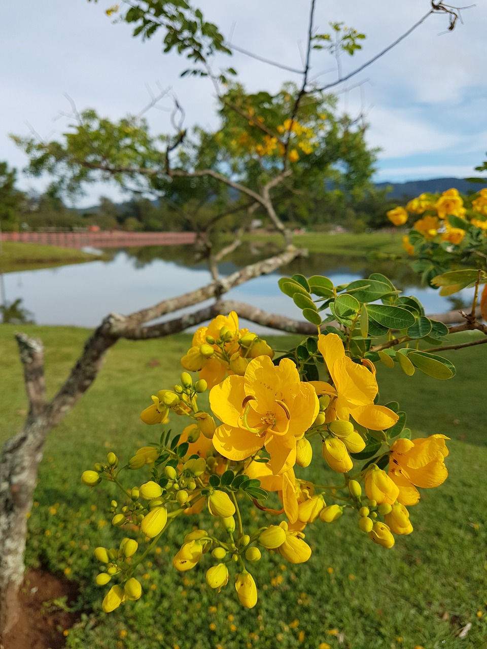 flowers park brazil free photo