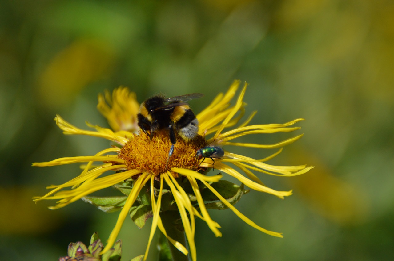 flowers insect macro free photo