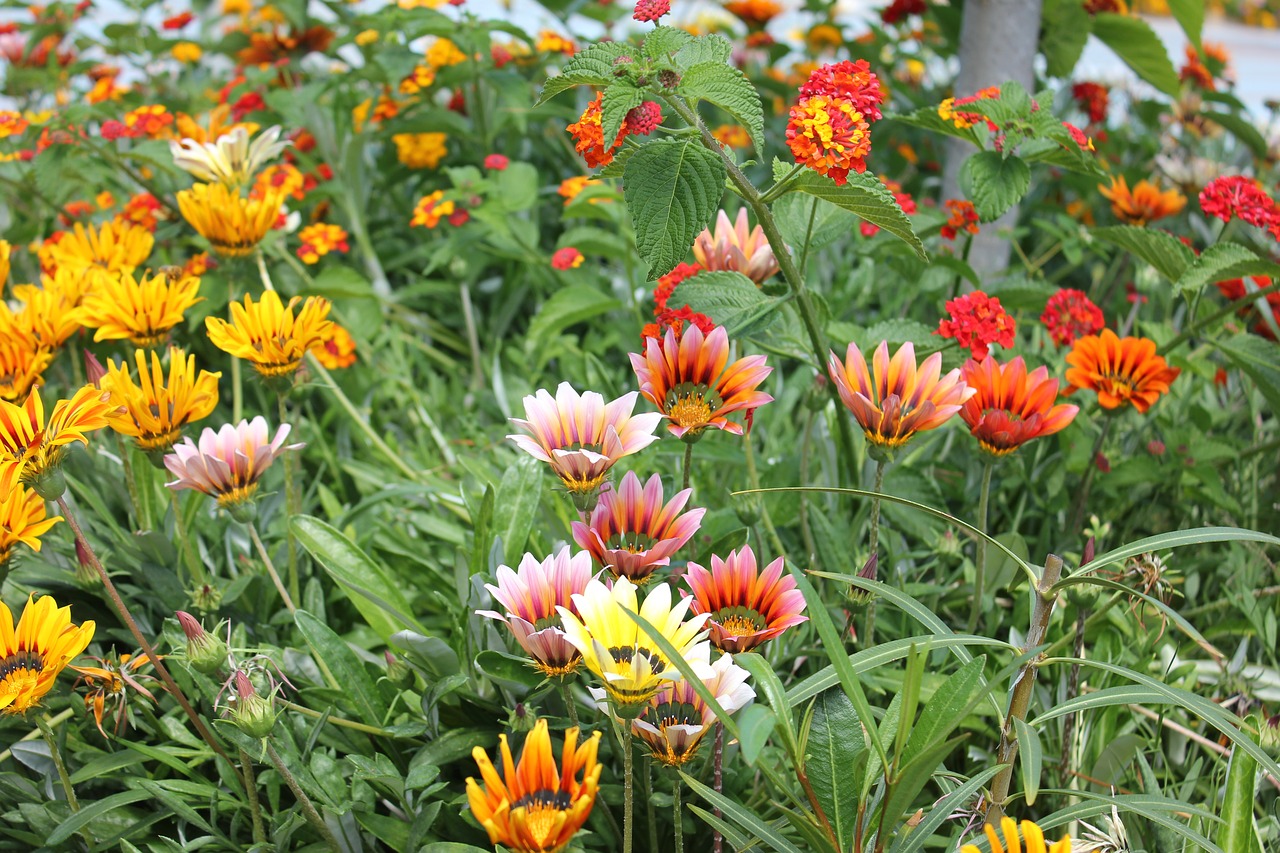 flowers rhodes greece free photo