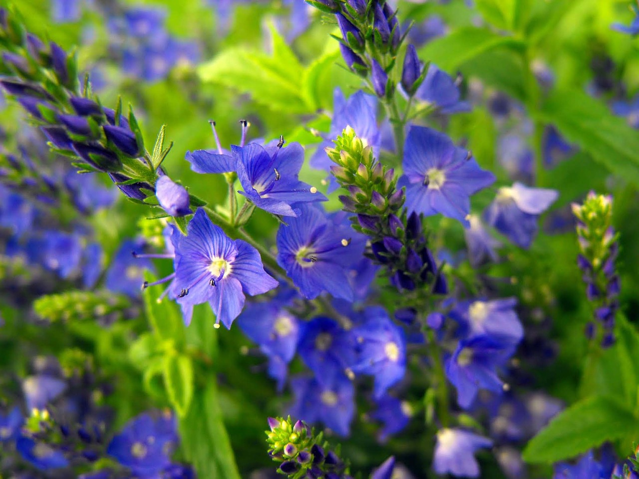 flowers blue plant free photo