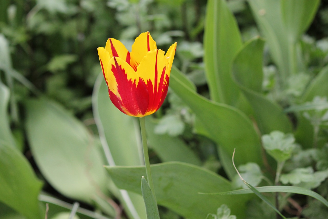 flowers tulip spring free photo