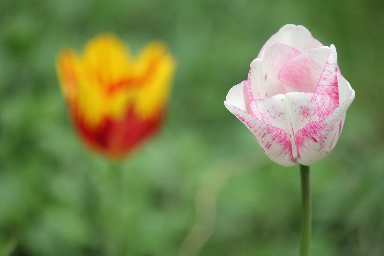 flowers tulip spring free photo