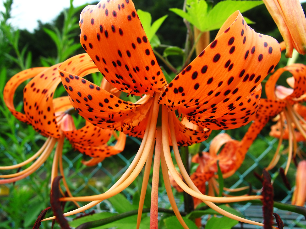 flowers orange plants free photo