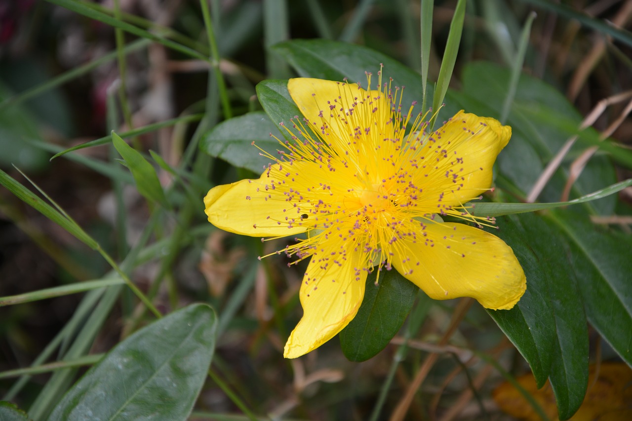 flowers st john's wort yellow free photo