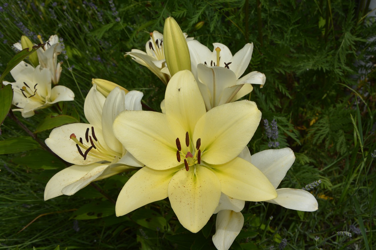 flowers yellow petals free photo