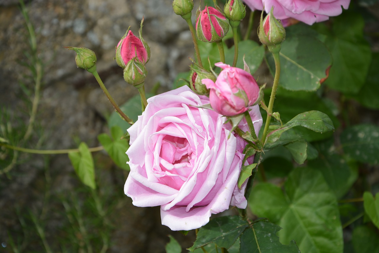 flowers petals nature free photo