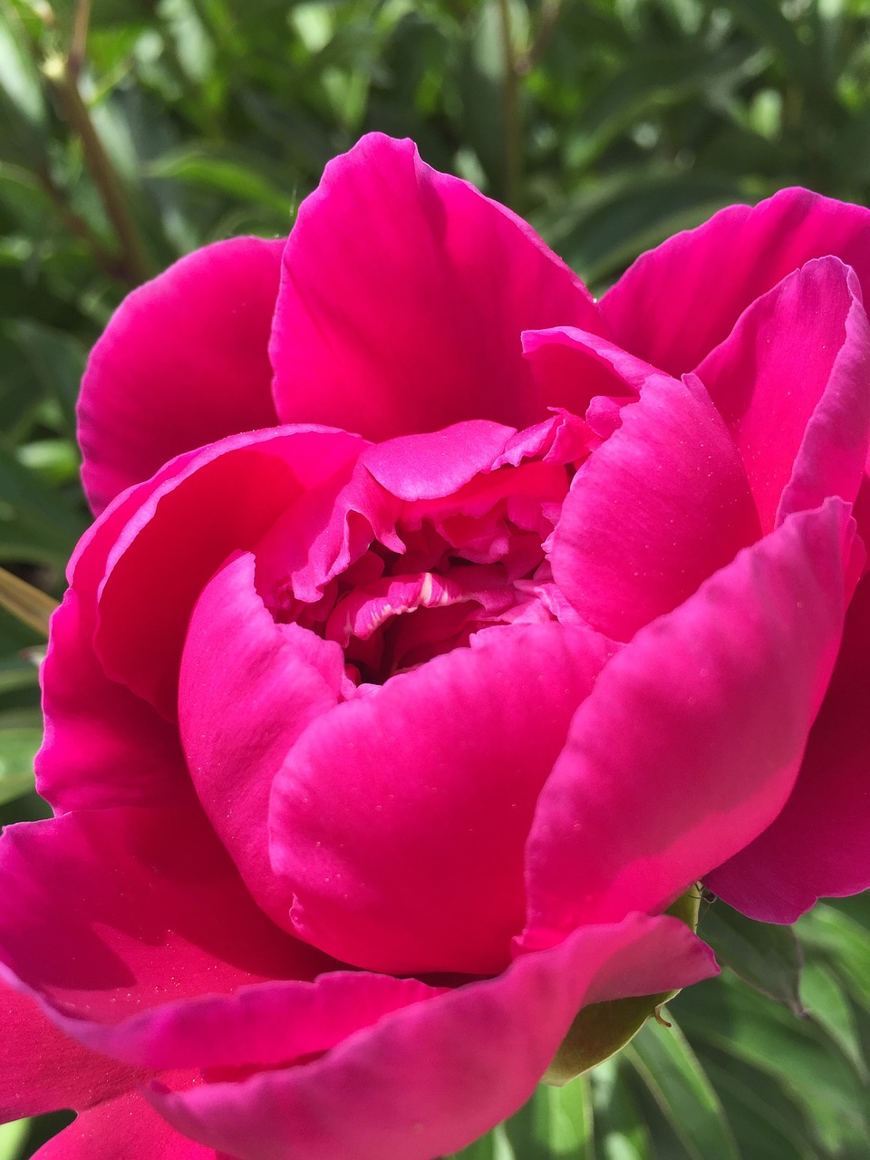 flowers rosebush pink free photo