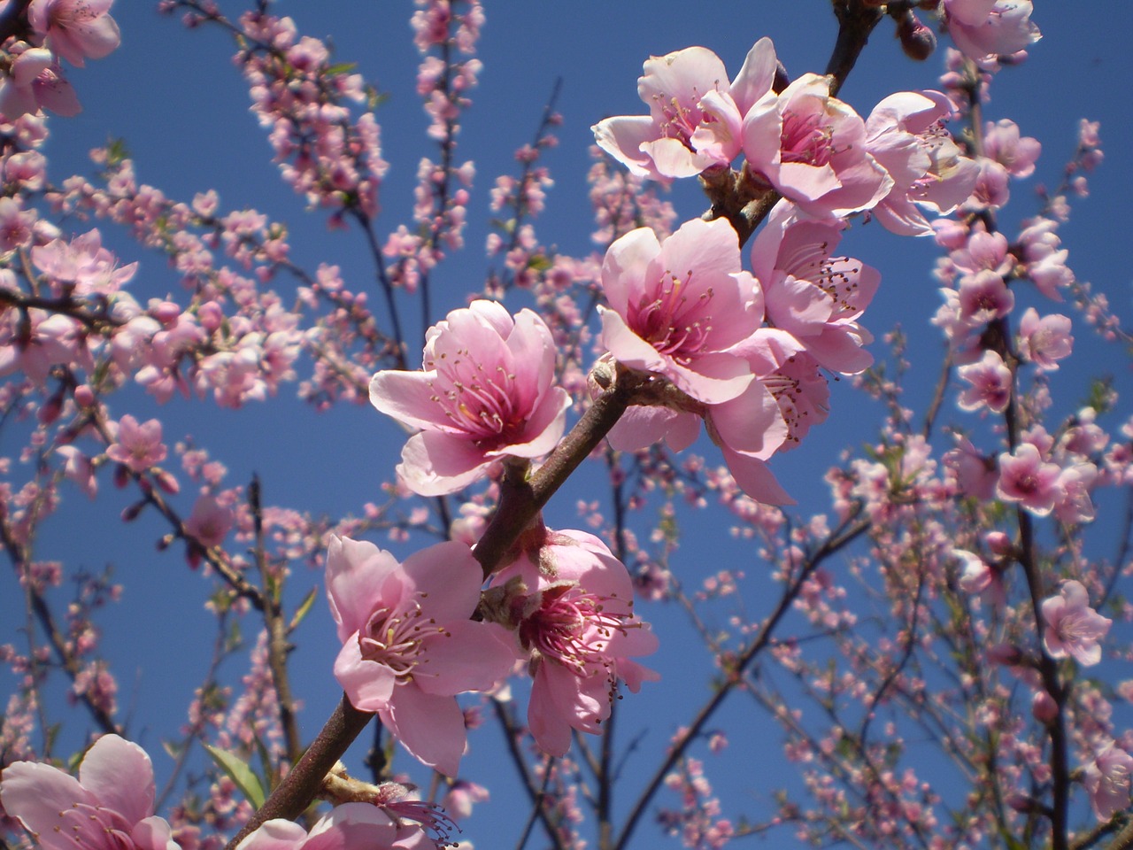 flowers peach roses free photo