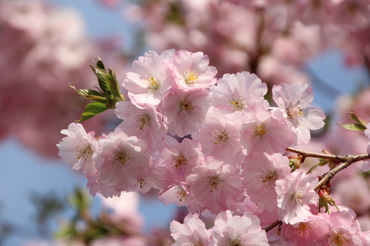 flowers pink pink flower free photo