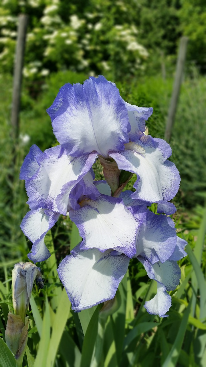 flowers iris blossom free photo