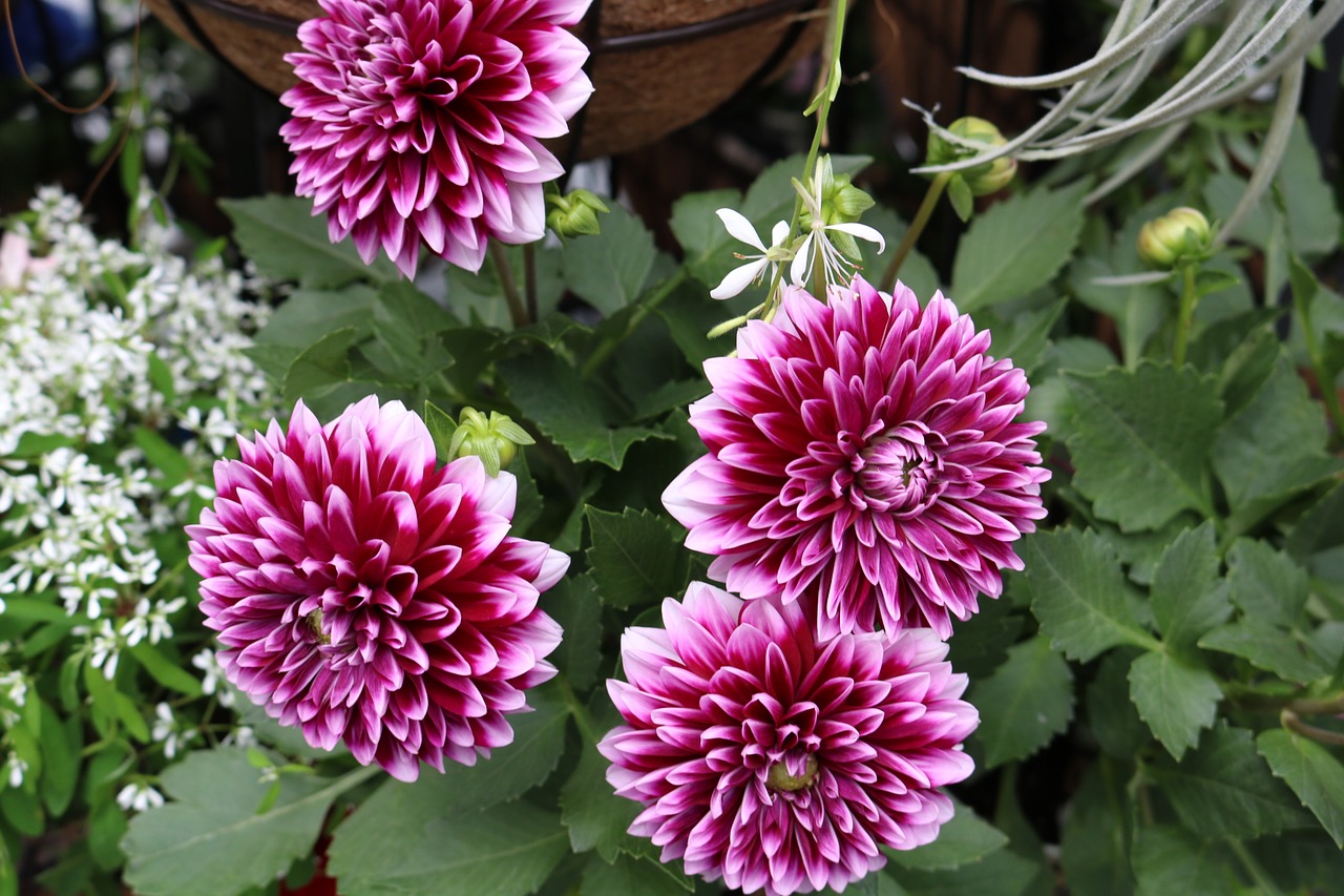 flowers pink purple free photo