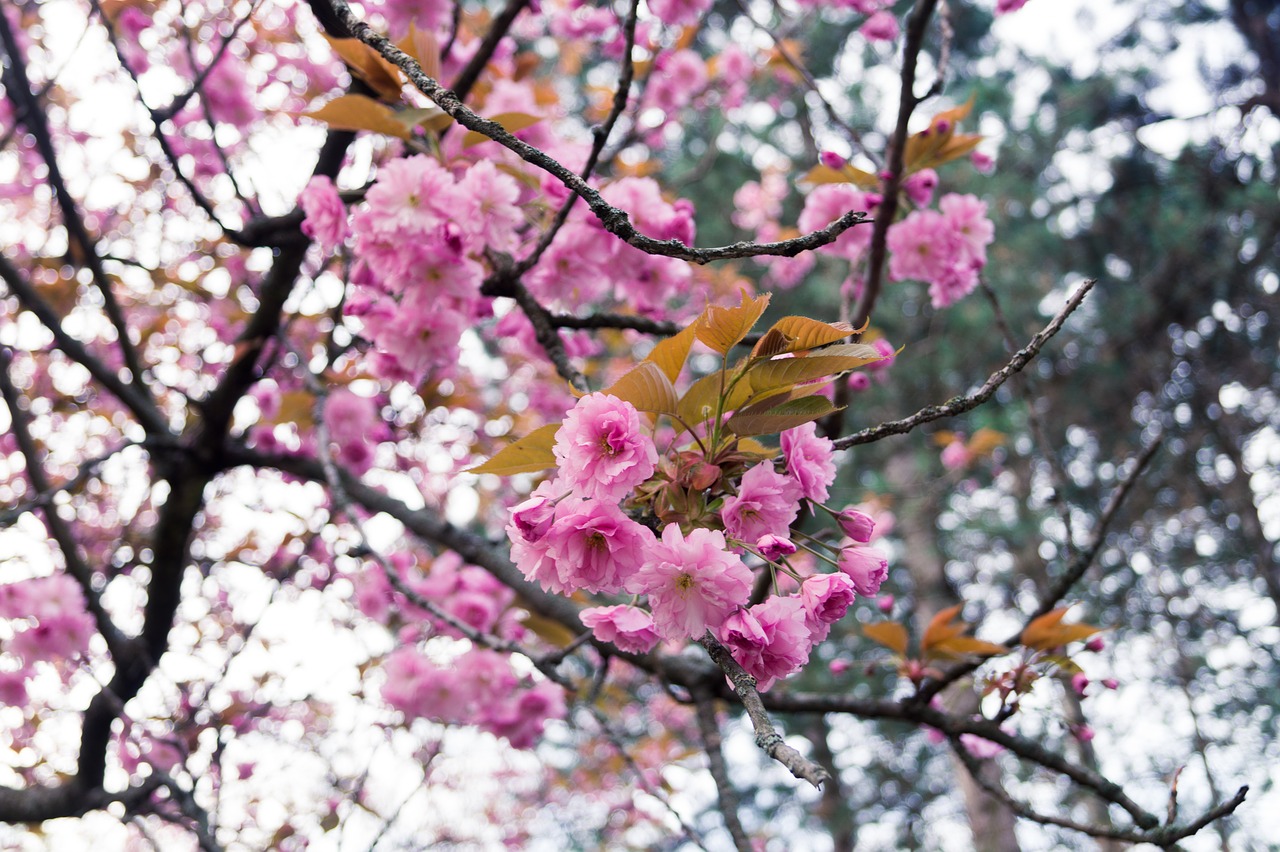 flowers tree spring free photo