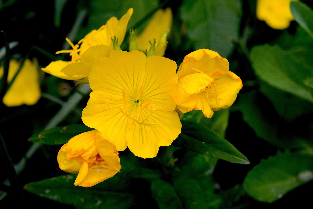 flowers yellow garden free photo