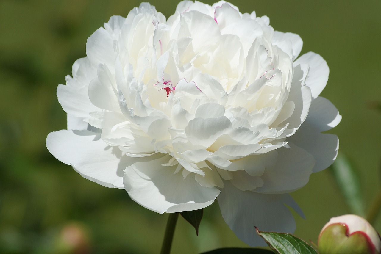 flowers spring peony free photo