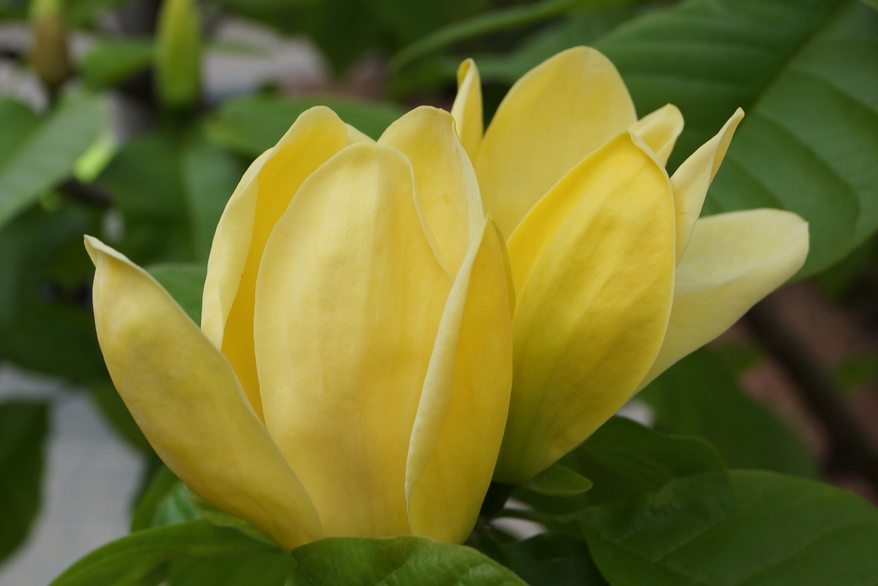 flowers spring magnolia free photo