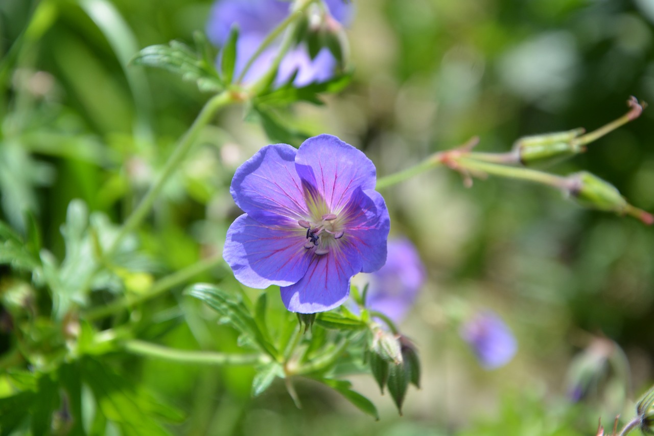 flowers blue blue flowers free photo