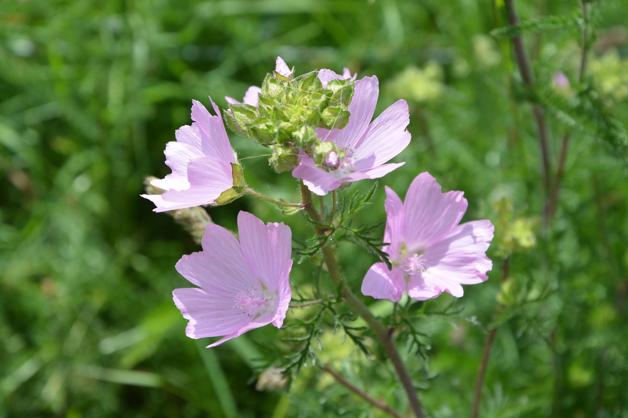 flowers pink petals free photo