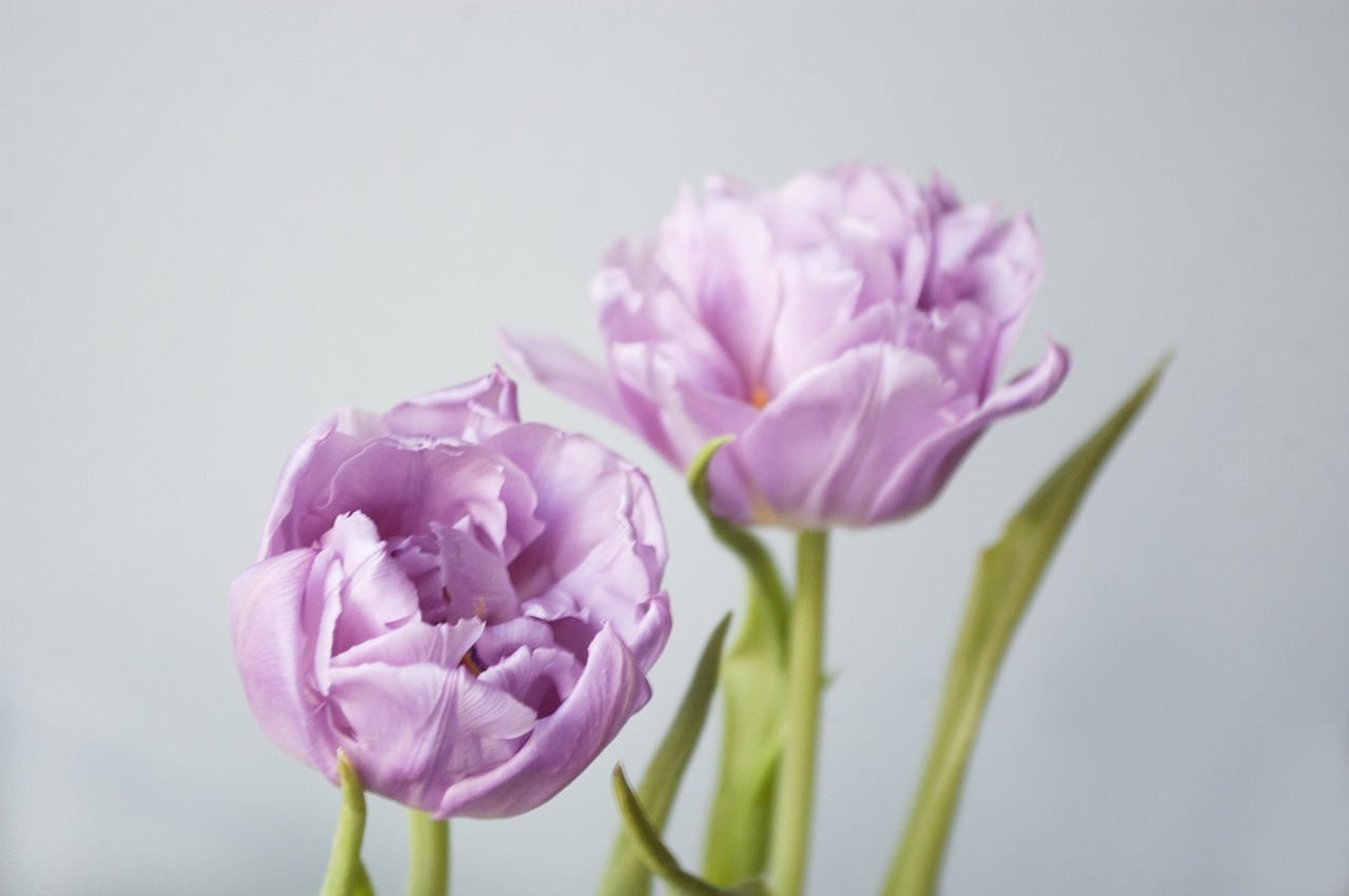 flowers tulips spring flowers free photo