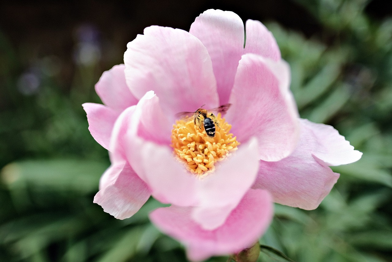 flowers bee flower free photo