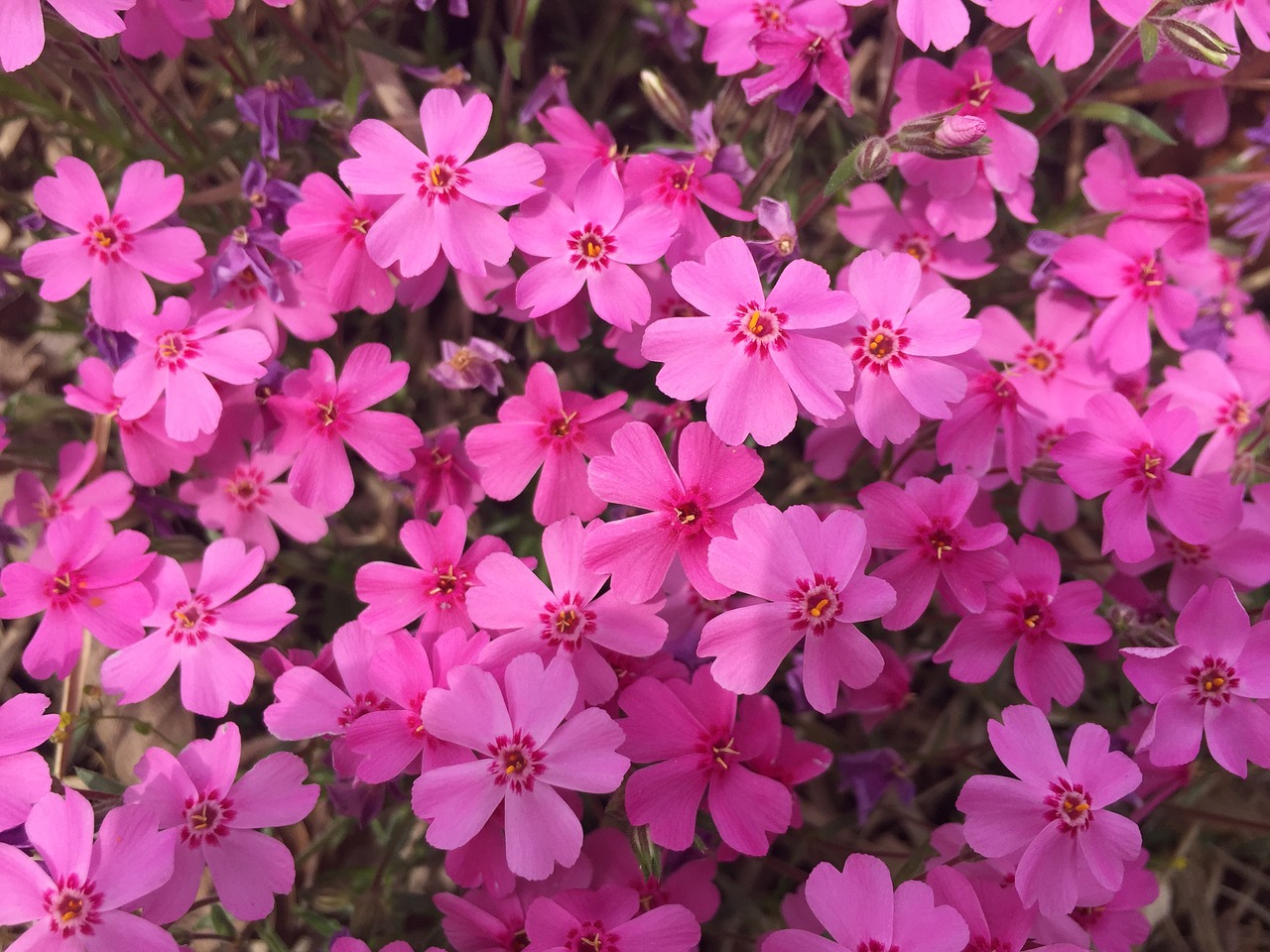 flowers passion pink free photo