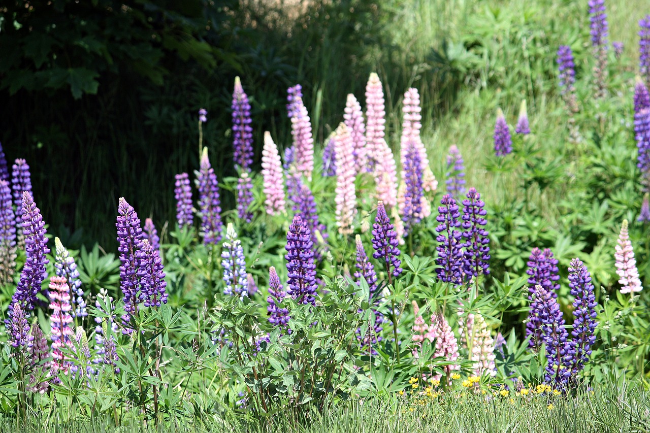 flowers lupins sweden free photo