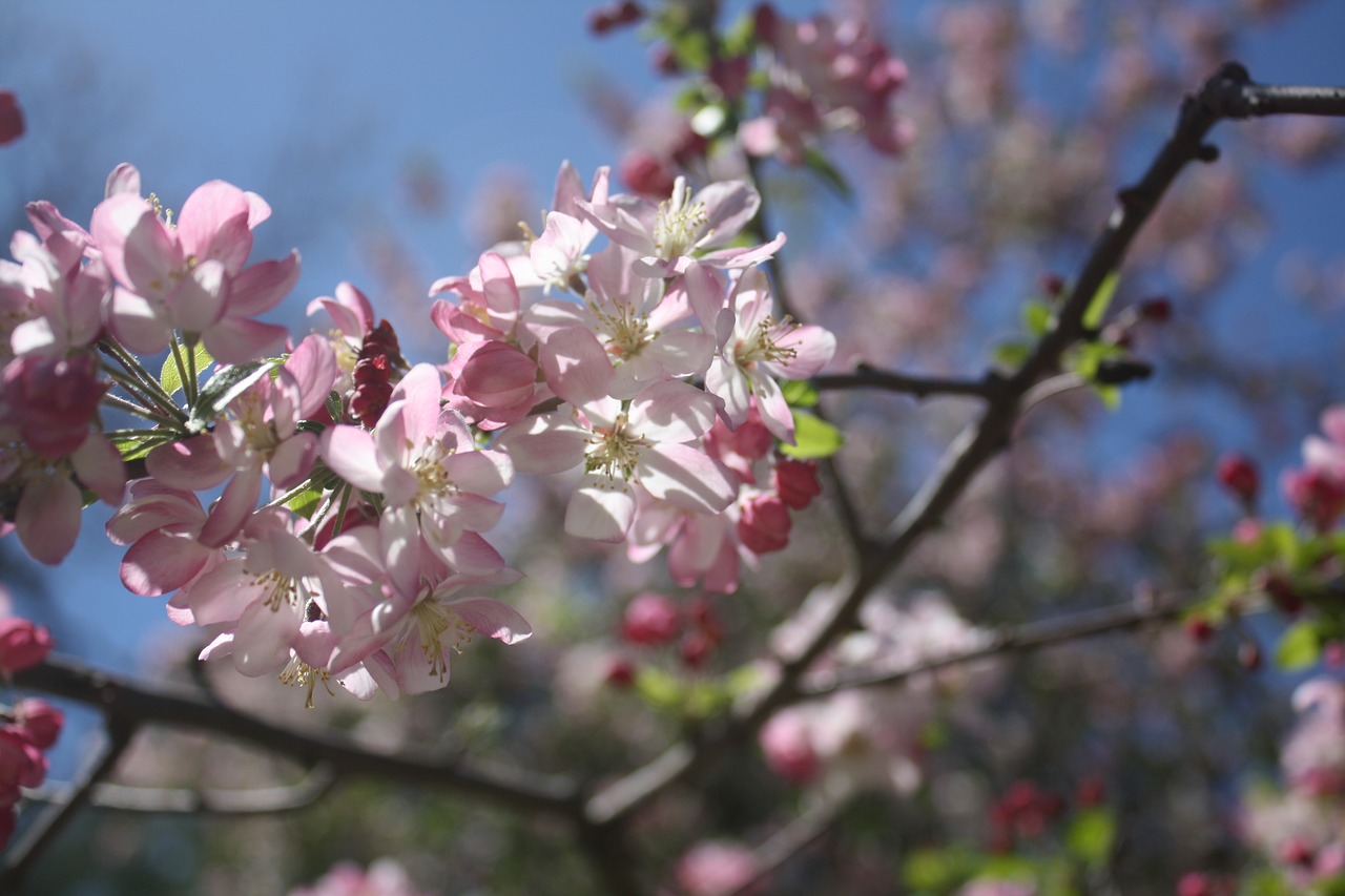 flowers tree bush free photo